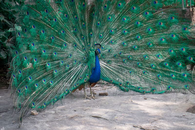 Close-up of peacock