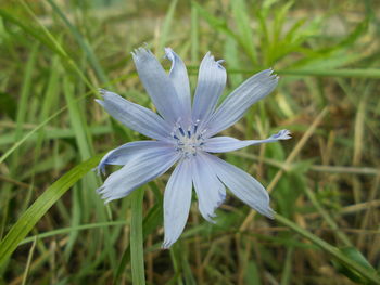 Close-up of white flower on field