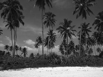 Palm trees on landscape against sky