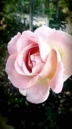 Close-up of pink rose blooming outdoors