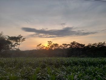 Plants growing on field against sky during sunset