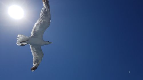 Low angle view of seagull flying against clear blue sky