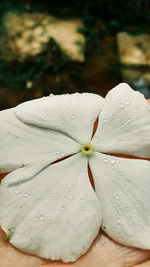 Close-up of white flowers