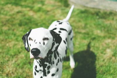 Close-up of dog