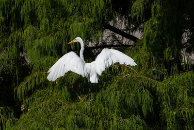 Bird flying over green plants