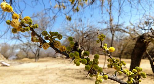 Endemic plant of oaxaca