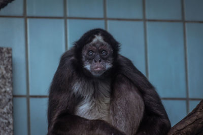 Close-up of monkey in cage at zoo