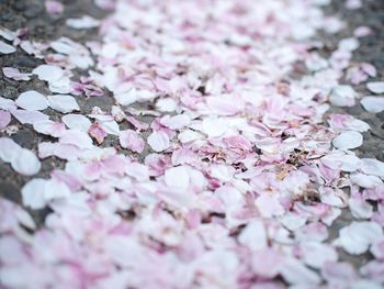 Close-up of cherry blossom