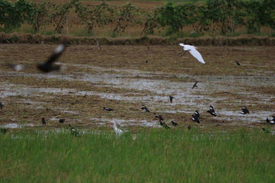 View of birds flying over land