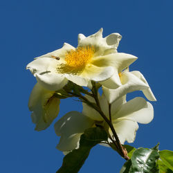 Low angle view of white flowers against clear blue sky