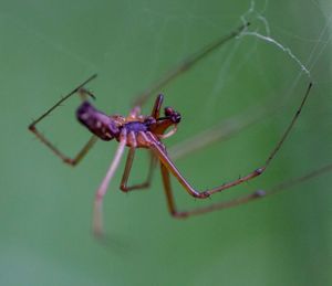 Close-up of spider