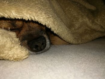 Close-up of dog sleeping