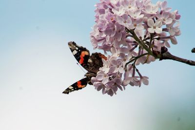 Close-up of butterfly on flowers against clear sky