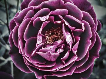Close-up of pink rose blooming outdoors