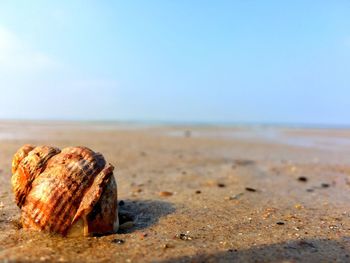 Close-up of shells on beach