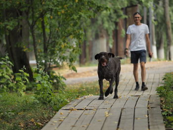 A young man of european appearance walks his dog in the park in the summer. high quality photo