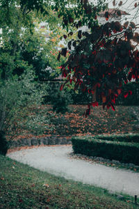 Trees growing in park