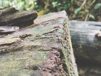 Close-up of wood on tree trunk