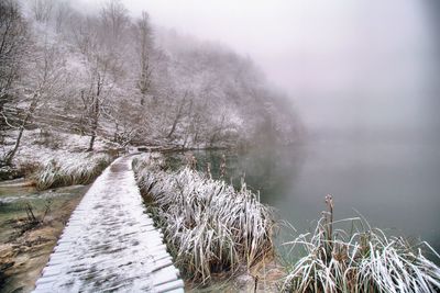 Bare trees by river during winter