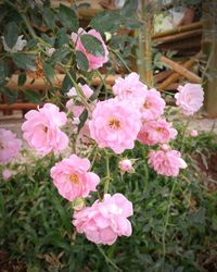 Close-up of pink flowering plants