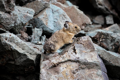 Close-up of lizard on rock