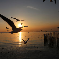 Silhouette birds flying over sea against sky during sunset