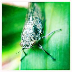 Close-up of insect