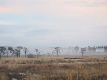 Scenic view of field against sky