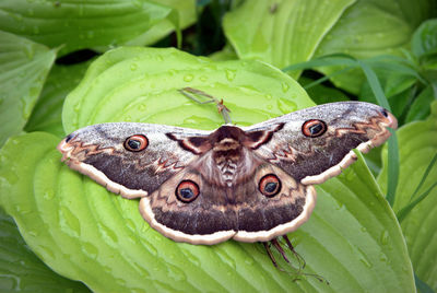 Close-up of butterfly on green leaves