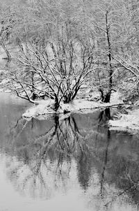 Reflection of bare tree in water