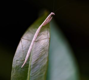 Close-up of insect on plant