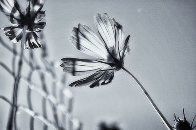 Low angle view of flowers against sky