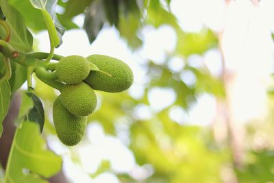 Close-up of berries growing on tree