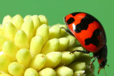 Close-up of ladybug