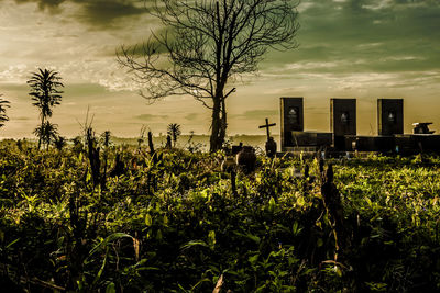 Plants by trees against sky