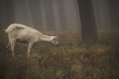 Goat standing in a field