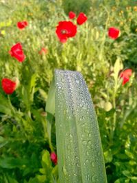 Close-up of wet red flowering plant