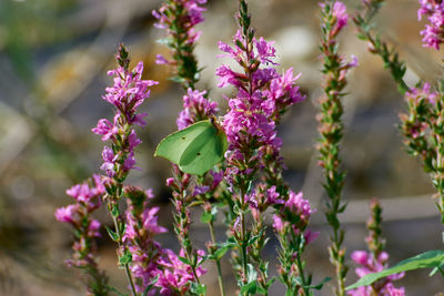 Close-up of a butterfly pollinating pollinating pink flowers