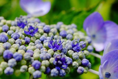 Close-up of purple flowers blooming outdoors
