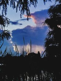 Low angle view of silhouette trees against sky