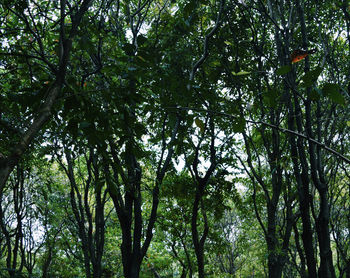 Low angle view of trees in forest