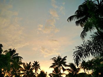 Low angle view of palm trees against cloudy sky