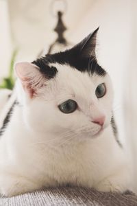 Close-up portrait of cat
