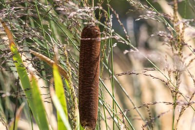 Close-up of plants