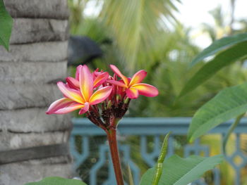 Close-up of pink flower blooming outdoors