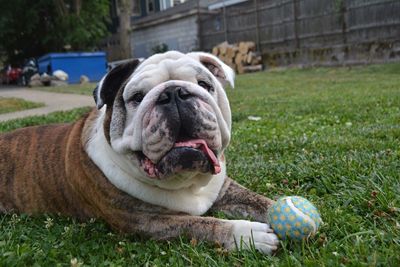 Close-up of dog in lawn