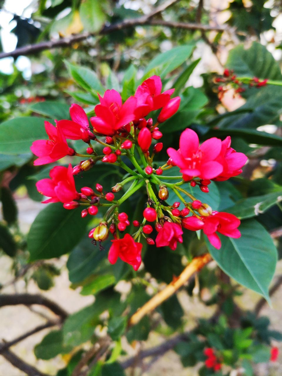 CLOSE-UP OF PINK FLOWERS