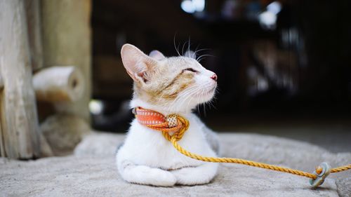 Close-up of a cat looking away