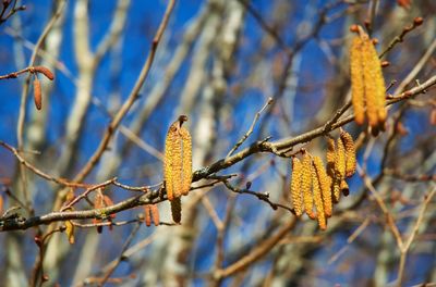 Low angle view of flowering plant on branch