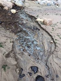 High angle view of driftwood on beach